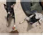 Small #3 Mutt