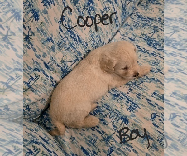 Medium Photo #39 Chizer Puppy For Sale in MONTEZUMA, GA, USA