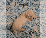 Small #38 Chizer