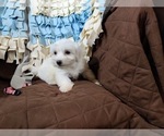 Small Photo #2 Coton de Tulear Puppy For Sale in W FIELD, NC, USA