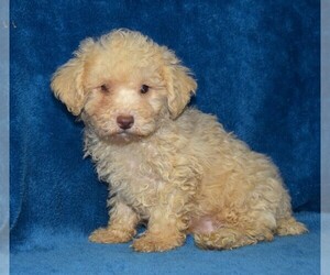 Poodle (Toy) Puppy for sale in BARNESVILLE, KS, USA