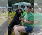 Small #1 Black and Tan Coonhound Mix