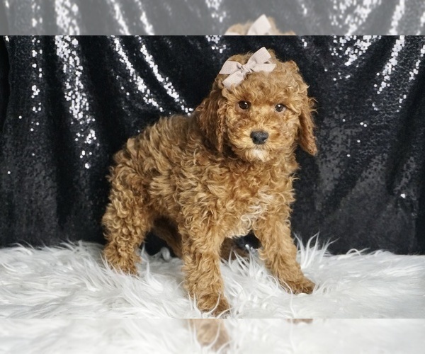 Medium Photo #23 Cavapoo Puppy For Sale in WARSAW, IN, USA
