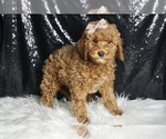 Small Photo #23 Cavapoo Puppy For Sale in WARSAW, IN, USA