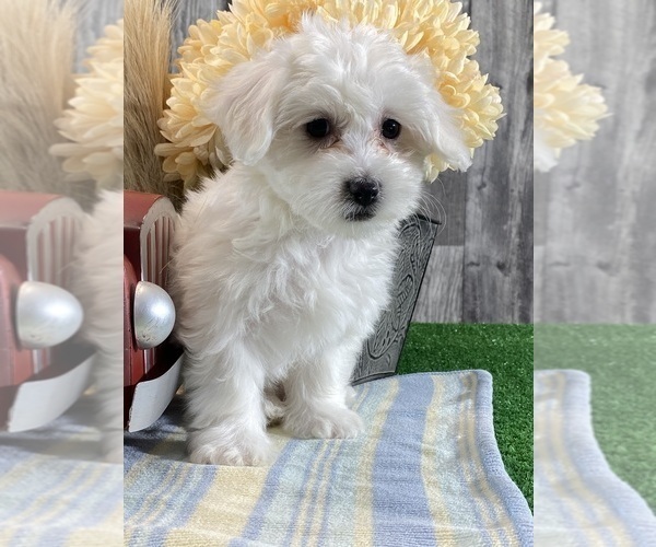 Medium Photo #1 Biton Puppy For Sale in CANOGA, NY, USA