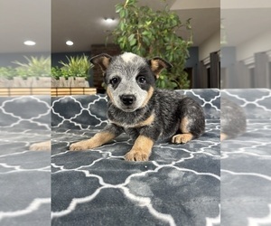 Australian Cattle Dog Puppy for sale in GREENFIELD, IN, USA