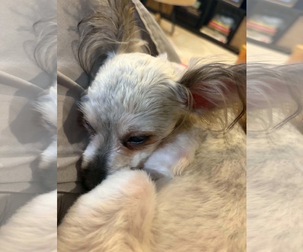 Medium Photo #4 Silky Terrier-Unknown Mix Puppy For Sale in Katy, TX, USA