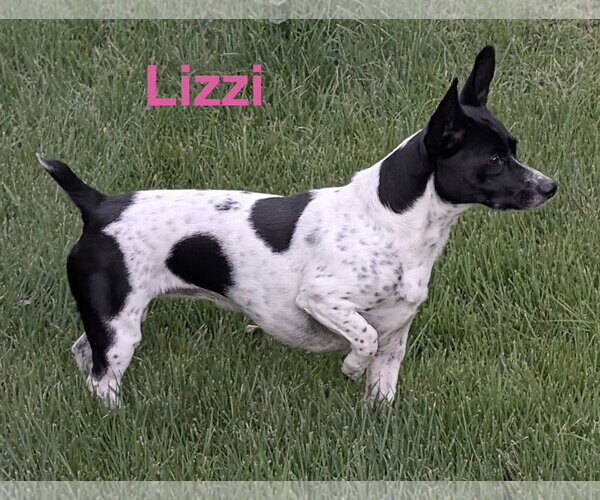 Medium Photo #1 Mutt Puppy For Sale in Topeka, KS, USA