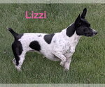 Lizzi - Female Mutt Dog for Adoption - Small photo