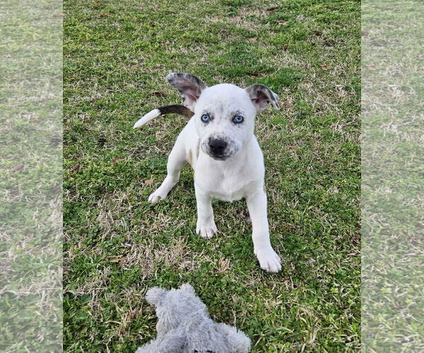 Medium Photo #5 Mountain Cur-Unknown Mix Puppy For Sale in Oakhurst, NJ, USA