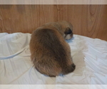 Small Photo #10 Australian Shepherd-Pembroke Welsh Corgi Mix Puppy For Sale in GALLEGOS, NM, USA