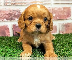 Cavalier King Charles Spaniel Puppy for sale in CLARK, MO, USA