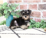 Small #4 Schnauzer (Miniature)