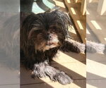 Small #1 Shih Tzu Mix