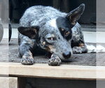 Small #1 Mutt