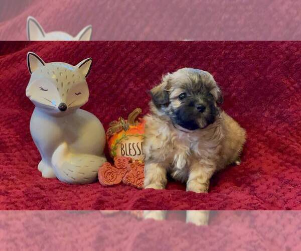 Medium Photo #1 ShihPoo Puppy For Sale in CUMBERLAND, MD, USA