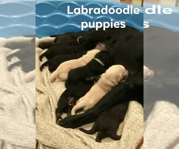 Medium Photo #8 Labradoodle-Labrador Retriever Mix Puppy For Sale in MYRTLE BEACH, SC, USA