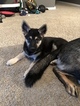 Small Photo #26 German Shepherd Dog Puppy For Sale in BARTLETTSVILLE, IN, USA