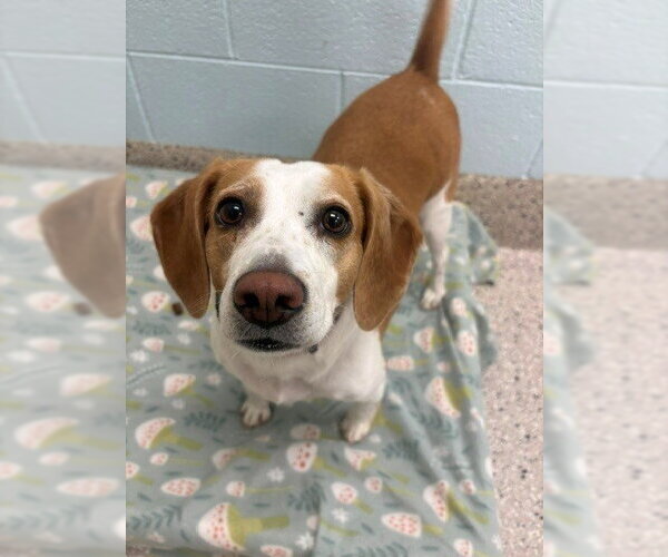 Medium Photo #1 Beagle Puppy For Sale in Brighton, CO, USA