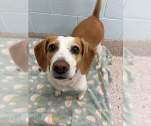 Beagle Dogs for adoption in Brighton, CO, USA