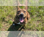 Small #1 American Pit Bull Terrier