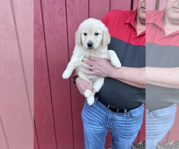 Medium Photo #5 Golden Retriever Puppy For Sale in SCIO, OR, USA