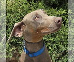 Small #2 Doberman Pinscher