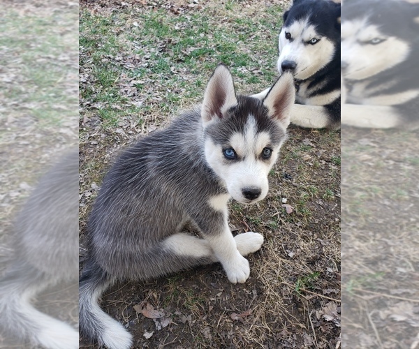 Medium Photo #3 Siberian Husky Puppy For Sale in NEW LENOX, IL, USA