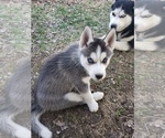Small Photo #3 Siberian Husky Puppy For Sale in NEW LENOX, IL, USA