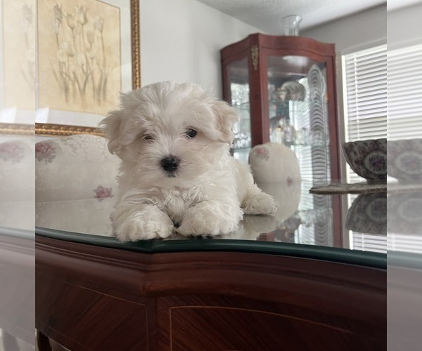 Medium Photo #1 Maltese Puppy For Sale in JACKSONVILLE, FL, USA