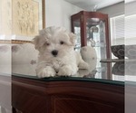 Small Maltese