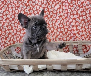 Medium French Bulldog