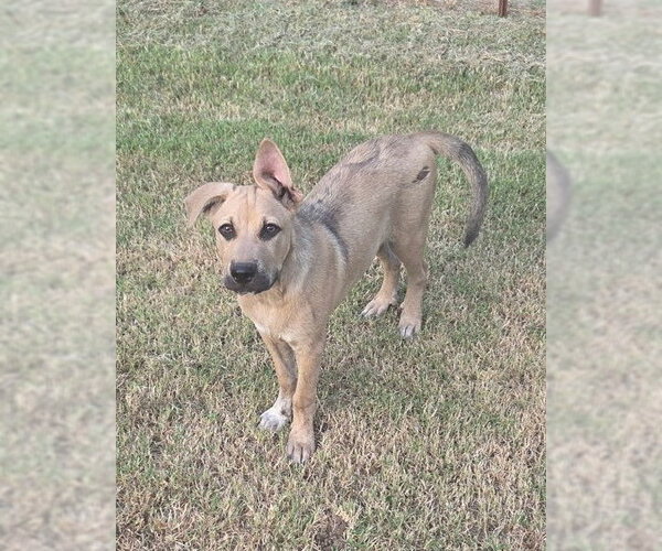 Medium Photo #4 Black Mouth Cur-Unknown Mix Puppy For Sale in Tabernash, CO, USA