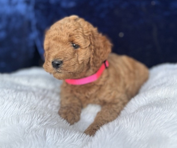 Medium Photo #52 Goldendoodle (Miniature) Puppy For Sale in SAN FERNANDO, CA, USA