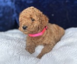 Small Photo #52 Goldendoodle (Miniature) Puppy For Sale in SAN FERNANDO, CA, USA