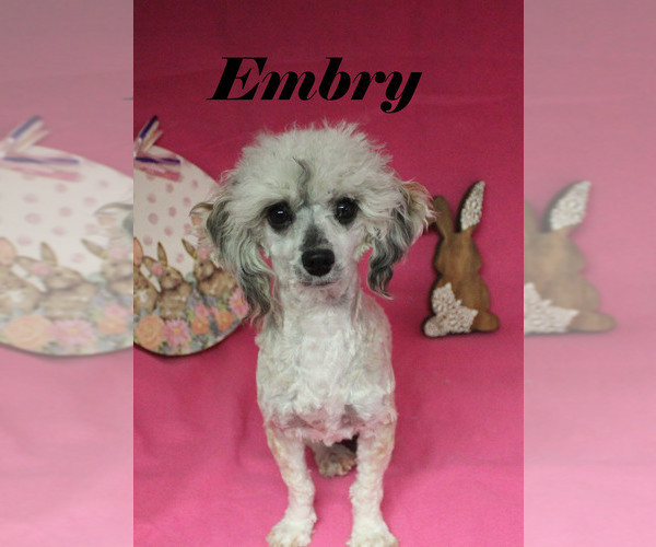Medium Photo #18 Poodle (Miniature) Puppy For Sale in CHANUTE, KS, USA