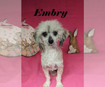 Small #17 Poodle (Miniature)