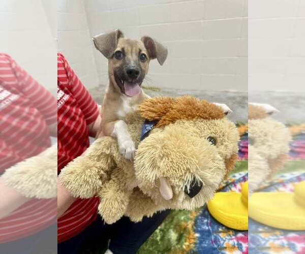 Medium Photo #1 Mutt Puppy For Sale in Abbeville, LA, USA