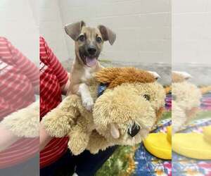 Mutt Dogs for adoption in Abbeville, LA, USA