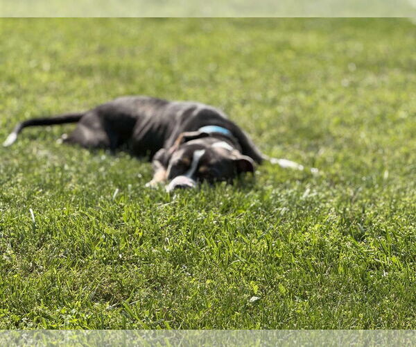 Medium Photo #15 American Pit Bull Terrier-Unknown Mix Puppy For Sale in Germantown, OH, USA