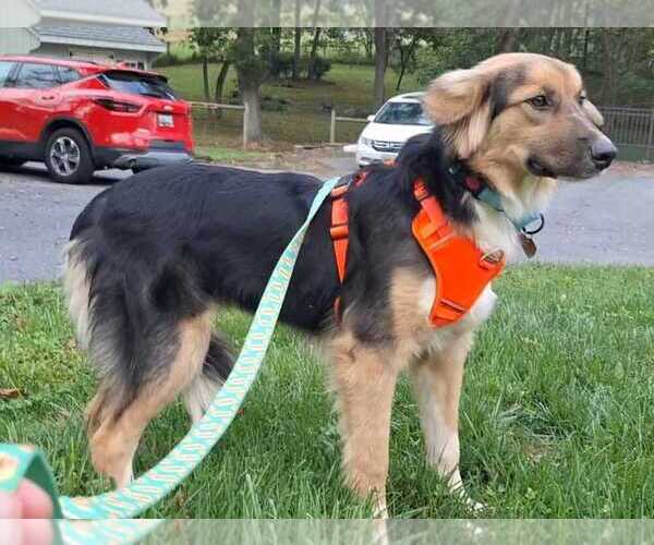 Medium Photo #2 Mutt Puppy For Sale in Silver Spring, MD, USA
