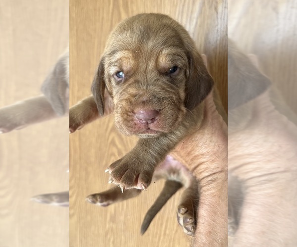 Medium Photo #5 Bloodhound Puppy For Sale in FORT MORGAN, CO, USA