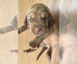Small #4 Bloodhound