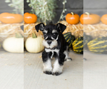 Small #2 Schnauzer (Miniature)