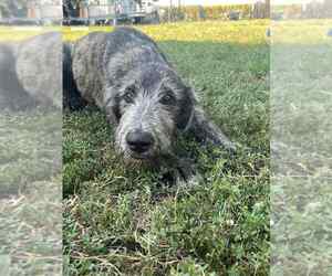 Irish Wolfhound Puppy for sale in WINDSOR, MO, USA