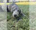 Image preview for Ad Listing. Nickname: Odin
