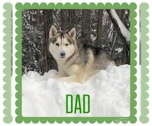Father of the German Shepherd Dog-Siberian Husky Mix puppies born on 02/17/2023