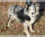 Small #2 Australian Shepherd