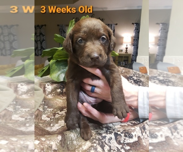 Medium Photo #1 Labrador Retriever Puppy For Sale in KATHLEEN, GA, USA