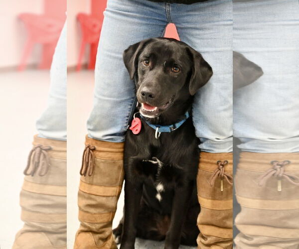 Medium Photo #5 Borador Puppy For Sale in Wakefield, RI, USA